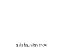 alala hawaiian crow